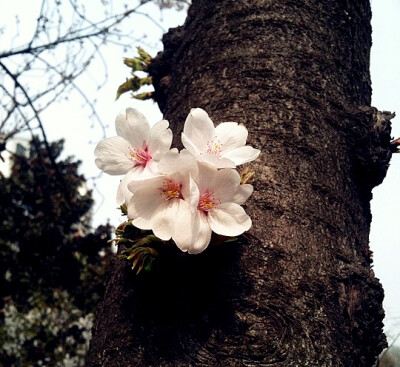 静安公园~樱花