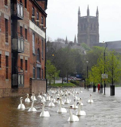 【英国】雨照下..水大发... Wochester 市中心都被水淹掉了..... 只有天鹅很淡定..... 市中心妥妥的被天鹅成群围观了..