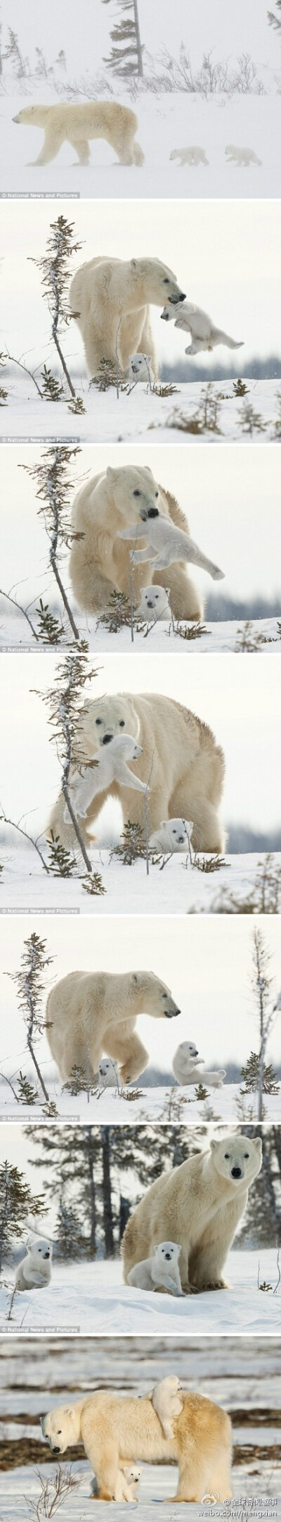 北极熊妈妈和它的两个孩子已经跋涉了50多公里，它们要冒着严寒风雪前往加拿大哈得孙湾觅食。两个小家伙看着有点累了，熊妈妈用嘴叼起一只小熊在空中摆动。小家伙好像在说，妈妈快把我放下。在漫漫迁徙途中，小熊有时…