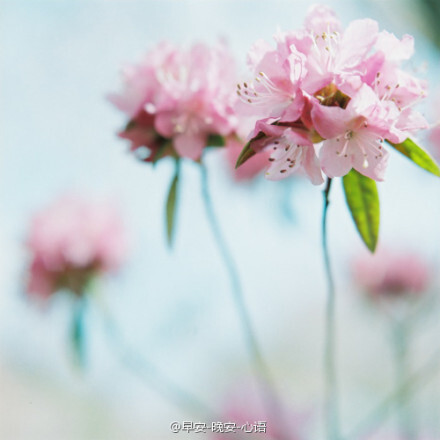 云朵，如同天空中的棉花。