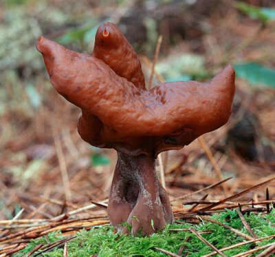 头套状鹿花菌(hooded false morel)学名为赭鹿花菌(Gyromitra infula