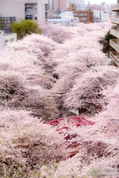 中目黒的樱花。太美了~~