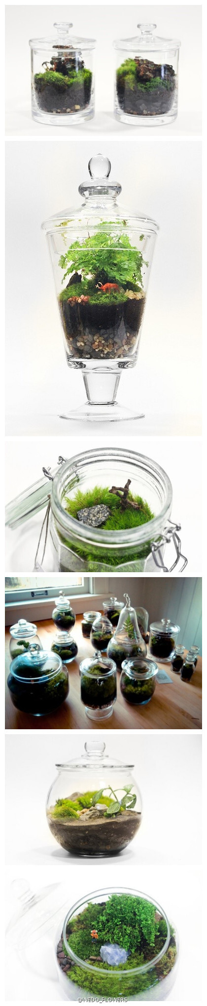 owl【植物神经】正所谓一花一世界，一叶一菩提，这瓶子里的小世界是永远的春天！