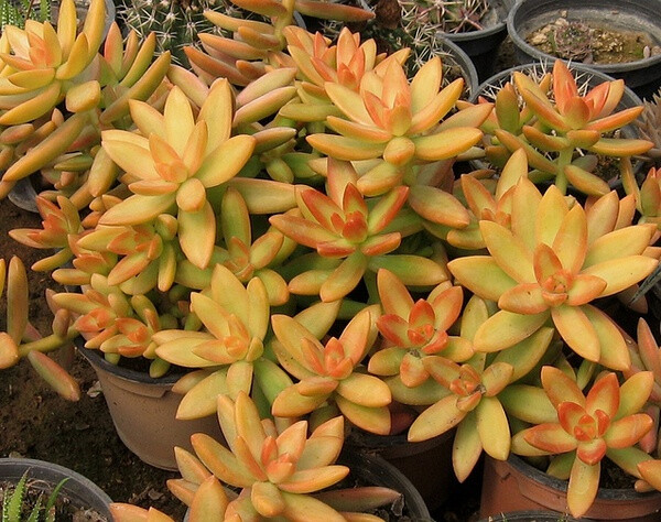 景天科景天属【铭月】Sedum nussbaumerianum （图片来源网络）