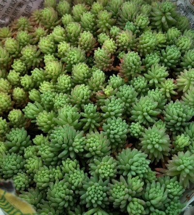 景天科景天属【薄雪万年草】Sedum hispanicum （图片来源网络）