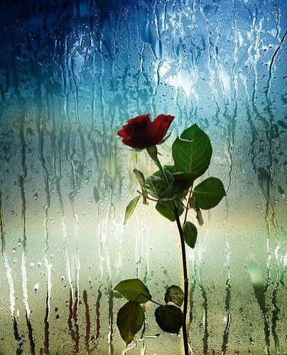 失落.玫瑰