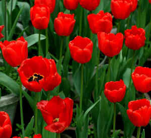 红色郁金香   花语：爱的告白