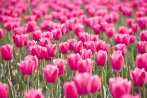 粉色郁金香  花语：美人，热爱，幸福