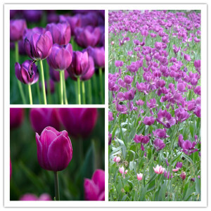 紫色郁金香  花语：高贵的爱，无尽的爱，忠贞的爱