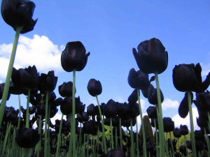 黑色郁金香  花语：神秘，高贵，骑士精神，忧郁的爱情