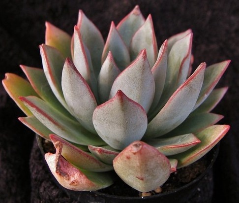 景天科Echeveria ‘Snowy Deer' 白鹿