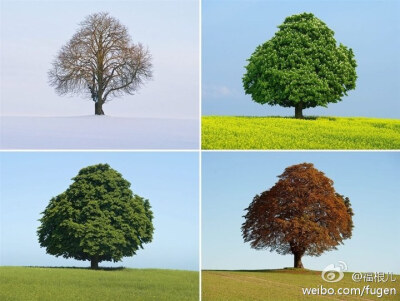 一棵树，诠释着四季的颜色。逝去的时间与年华。德国Jacobsdorf地区的一颗七叶树的冬季（左上）、春季（右上）、夏季（左下）、秋季（右下）。