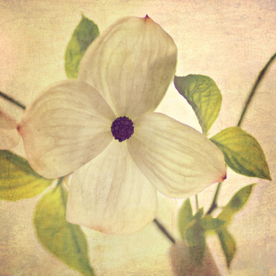 dogwood closeup by Sylvia Cook Photography