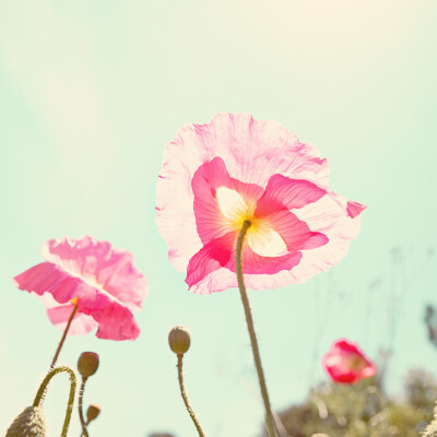 Sunshine & Poppy by Kim Fearheiley Photography