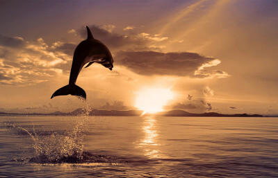 dolphin jump into sunset