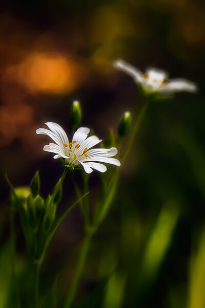 Photograph Deep in the woods IV. by Péter Bognár on 500px