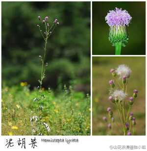 泥胡菜，菊科，泥胡菜属。这个常被误认为是“某蓟”的家伙，有一个不响亮的名字。其实早在四月，它的花蕾就圆滚滚地顶在枝头了。泥胡菜经常会招来很多蚜虫，怕虫子的要小心哟。在城里的草坪、路边，泥胡菜很常见，公园和大学里也不少。（北京野花№053，5月6日，摄影@天冬 ）