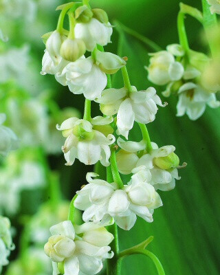 Convallaria majalis ‘Prolificans’ 铃兰“重瓣”