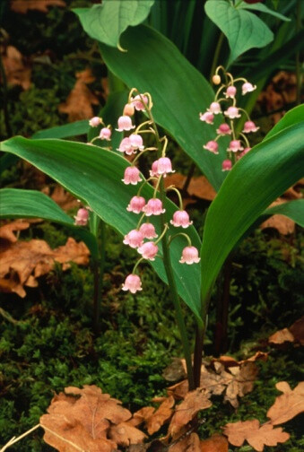 Convallaria majalis var. rosea 铃兰(rosea变种)