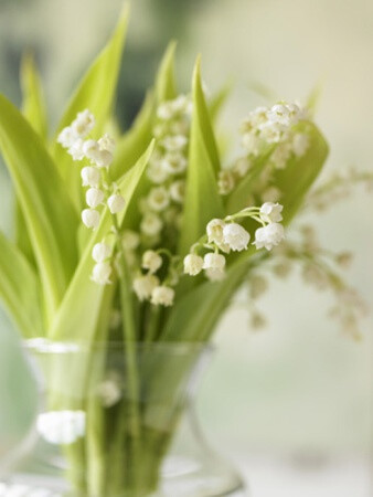 Lily of the valley in vase