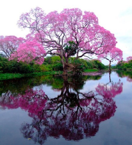 一颗开花的树。......如何，让你遇见我？在我最美丽的时刻。为这——我已在佛前求了五百年，求它让我们结一段尘缘。佛于是把我化做一棵树，长在你必经的路旁。阳光下，慎重地开满了花，朵朵都是我前世的盼望！当你走近，请你细听，那颤抖的叶，是我等待的热情！......。(诗人席慕容）