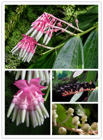  大花艳苞莓，杜鹃花科、艳苞莓属，学名：Cavendishia grandifolia