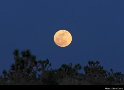 Joshua Tree National Park