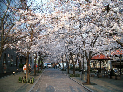 花街海市u