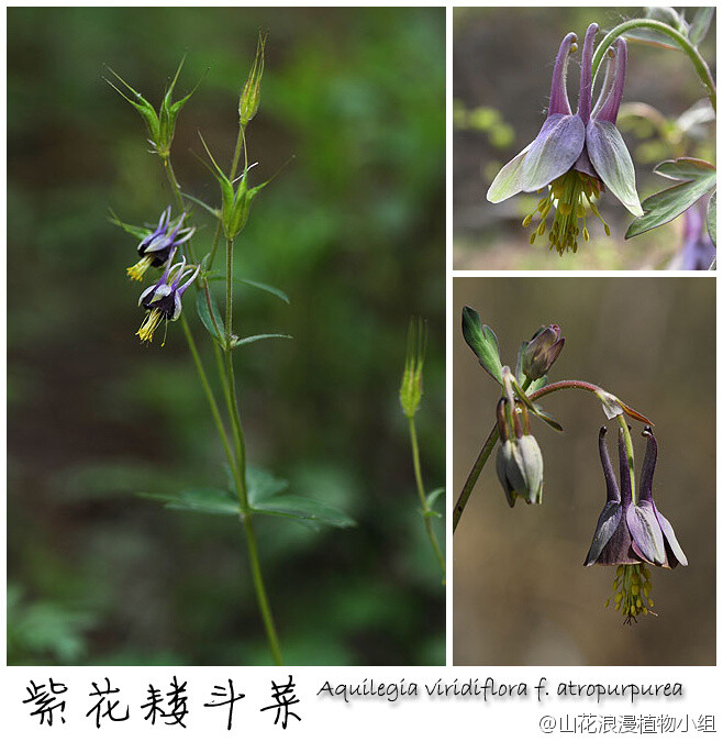 紫花耧斗菜，毛茛科，耧斗菜属。特立独行的姿态，诡秘妖冶的颜色，吐露在外的雄蕊尽显张扬，在山间见到它，一定不会被错过。紫花耧斗菜生于山中草坡、林下或路边，金山、玉渡山、龙门涧、雾灵山都能见到，中科院植物所植物园也有栽培。（北京野花№055，5月8日，摄影@天冬 ）