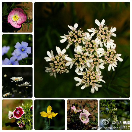 粉花月见草（Oenothera rosea），宿根亚麻（Linum perenne），白晶菊（Chrysanthemum paludosum），石竹（Dianthus chinensis）；芫荽（Coriandrum sativum），白屈菜（Chelidonium majus），田旋花（Convolvulus arvensis），刺槐（Robinia pseudoacacia）