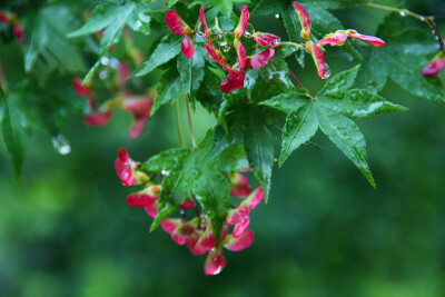 雨后枫花妖娆