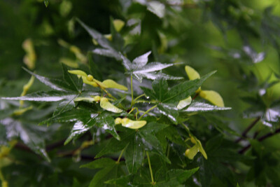 绿枫花