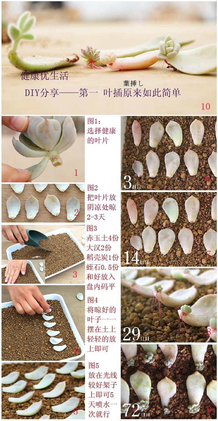 多肉植物，叶插其实很简单