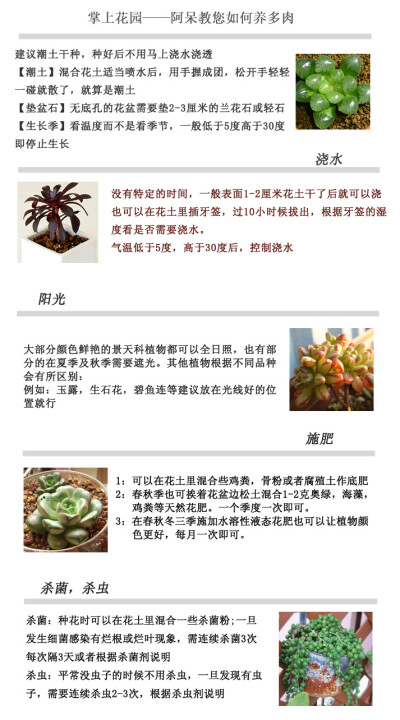 掌上花园——阿呆教您如何养多肉