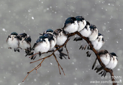 美国纽约州Pembroke，春末暴雪之中，数只小鸟栖息在树枝上。当日早晨，一场季末暴风雪袭击了美国东海岸，导致气温骤降，部分地区积雪高达1英尺，学校被迫关闭，电力故障频发。 摄影：David Duprey。