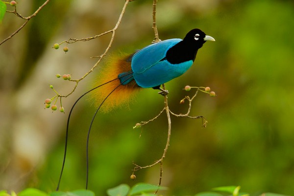 really beautiful paradise birds01 最美的天堂鸟珍贵清晰图片集！