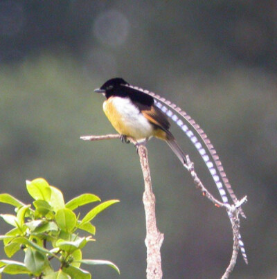 天堂鸟Paradise Birds是一种珍奇鸟类，栖息在西太平洋和澳大利亚北部地区的热带岛屿，他们大小颜色各不同，毫无顾忌的绽放着自己的美丽！你可能不知道吧，这么美丽的天堂鸟跟乌鸦是近亲呢！