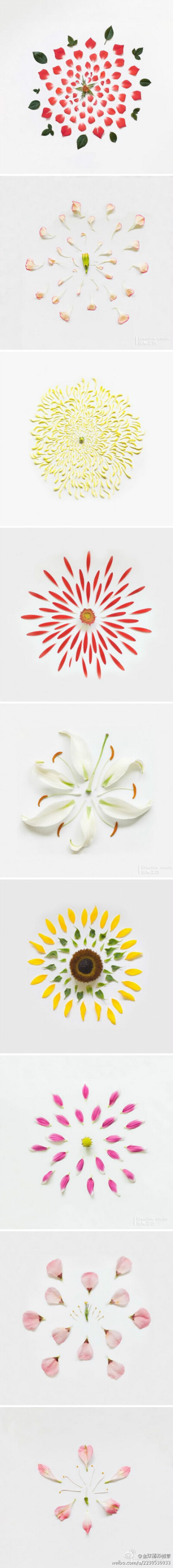 艺术家Qi Wei将花朵一瓣瓣地剥下，然后小心整齐地码放在一起，呈现出一种别样的美丽
