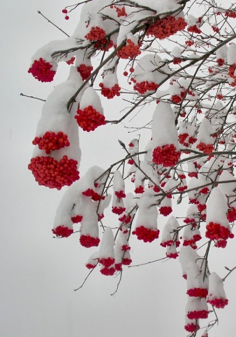 好美的“雪花”~