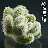 信东尼 Sedum hintonii 番杏科 棒叶花属
<br />
<br />肉质叶棍棒状几乎垂直生长，
<br />
<br />但在光线不足时会横卧并排列稀松。
<br />
<br />叶色淡绿，
<br />
<br />基部稍呈红色，
<br />
<br …