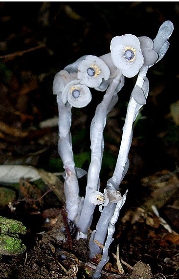 水晶兰 别称：梦兰花、水兰草 拉丁名：Monotropa uniflora L 科属：鹿蹄草科，水晶兰属