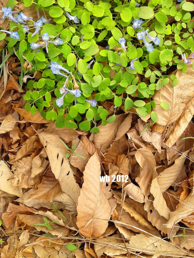 ↑梯子山冰清绢蝶的生境：枯叶与延胡索。幼虫躲藏在宽大的枯叶下