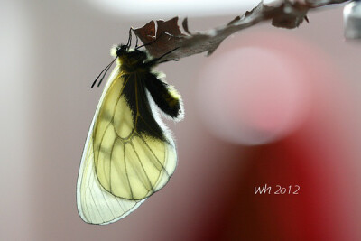 ↑冰清绢蝶 Parnassius glacialis。