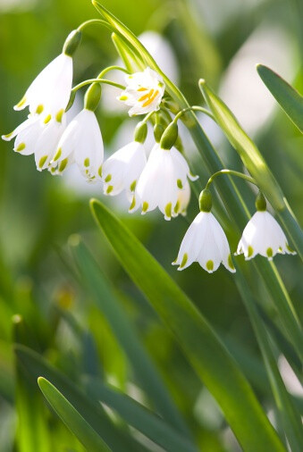 Leucojum aestivum 夏雪片莲