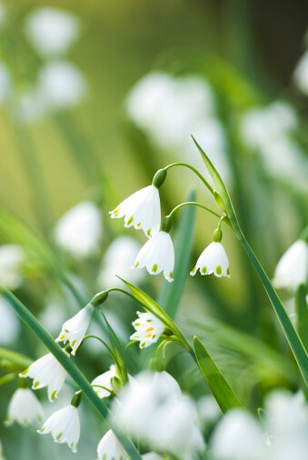 Leucojum aestivum 夏雪片莲