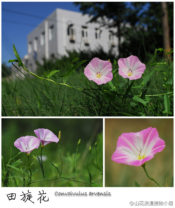 田旋花，旋花科，旋花属。这也是经常被称为“野喇叭花”的一种啦～纤弱的茎在草丛中蔓延，粉色的喇叭朝天播放着夏季降临的旋律。田旋花常见于草丛、路边，房前屋后和公园里十分常见，奥运森林公园、紫竹院、中科院植物所植物园、北京大学都可找到。（北京野花№056，5月9日，摄影@天冬 ）