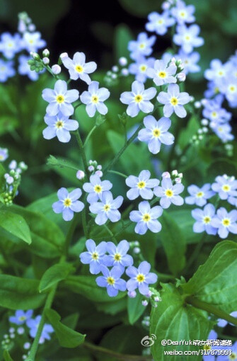 这种植物的名字叫 Myosotis 沼泽勿忘草。春季时，她们拥有蔓延茎及互生叶，会开出花瓣平展并有裂片五枚而且直径小于一厘米的小型蓝色花卉，同时亦经常发生白色花或粉红色花的颜色变异。