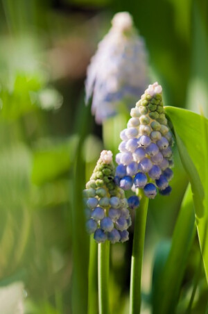 Muscari botryoides 'Valerie Finnis' 葡萄风信子"凡勒瑞"