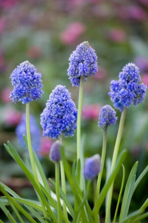 Muscari armeniacum 'Blue Spike' 亚美尼亚葡萄风信子"蓝钉子"