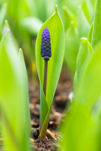 Muscari latifolium 渐变葡萄风信子